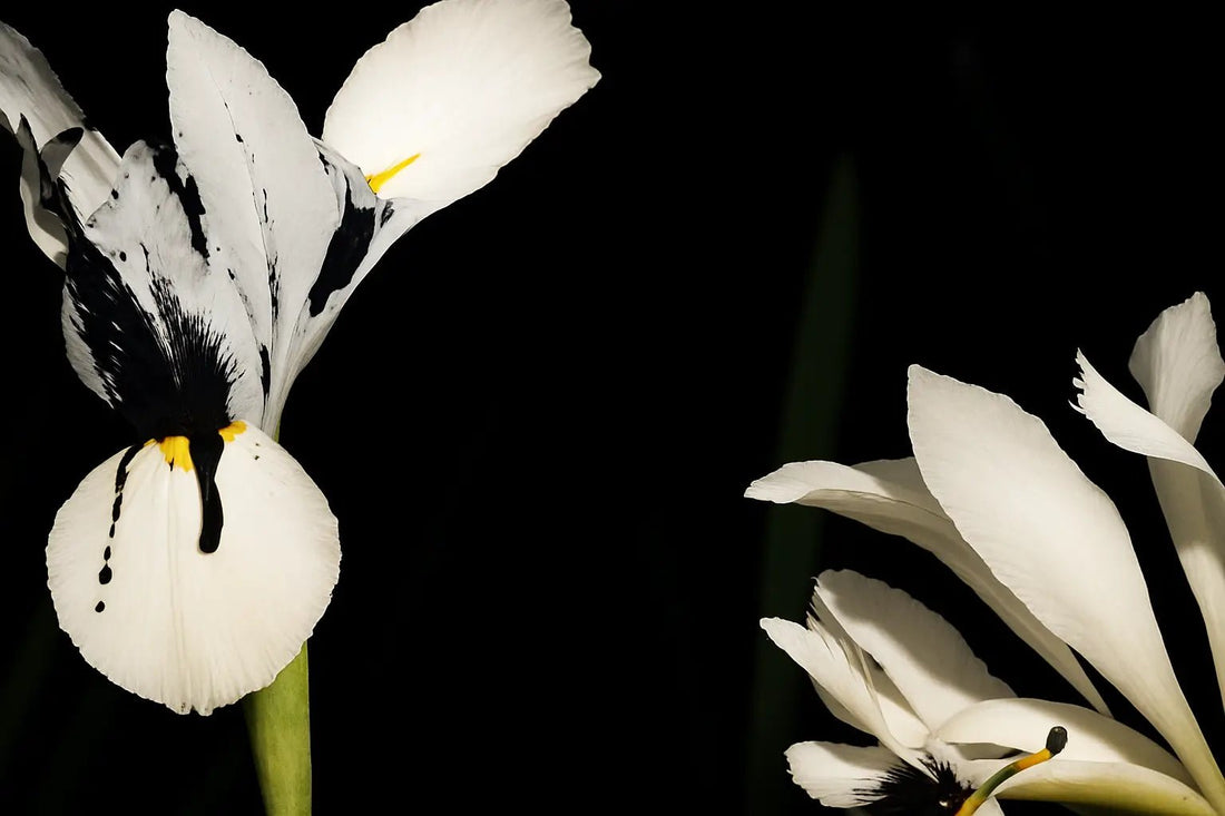 Muse by Yves Saint Laurent: The Award-Winning Unisex Fragrance of 2025 You Need to Try Through Decanting - Decant Sample